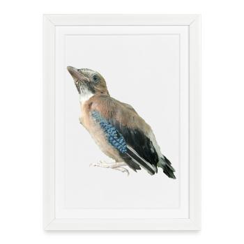 Jay Young Bird - Framed poster (27 × 37 cm) - white - Front