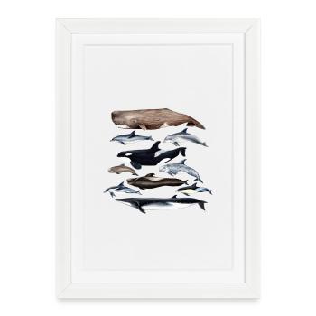 Cétacés Cétacés baleines et Delfines - Cétacés - Affiche encadrée (27 × 37 cm) - blanc - Devant