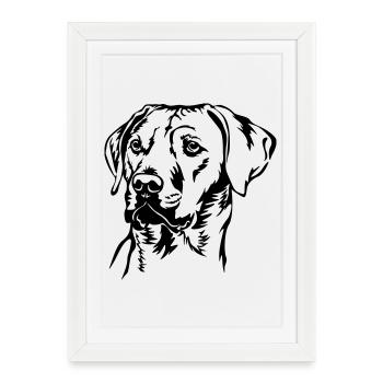 Rhodesian Ridgeback tête - Affiche encadrée (27 × 37 cm) - blanc - Devant