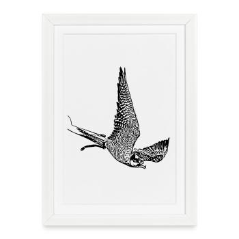 Faucon en piqué - Affiche encadrée (27 × 37 cm) - blanc - Devant