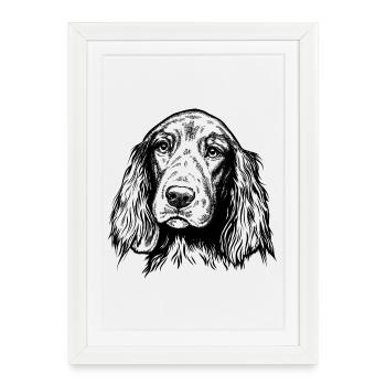 Portrait de setter irlandais - Affiche encadrée (27 × 37 cm) - blanc - Devant