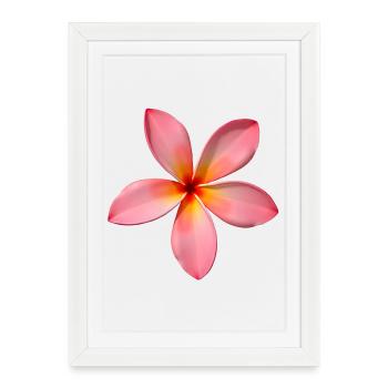 Plumeria Temple Flower - Framed poster (27 × 37 cm) - white - Front