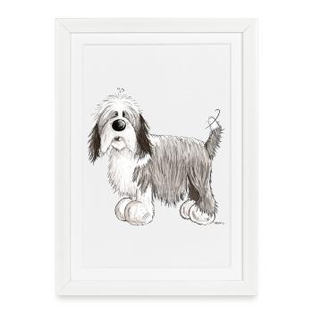 Bearded Collie - Affiche encadrée (27 × 37 cm) - blanc - Devant