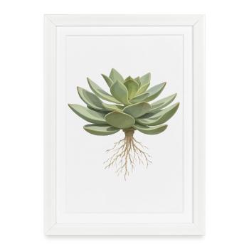 Succulente avec un motif de plante à racines - Affiche encadrée (27 × 37 cm) - blanc - Devant