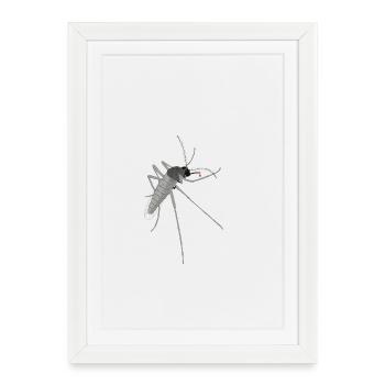 Illustration détaillée du moustique - Affiche encadrée (27 × 37 cm) - blanc - Devant