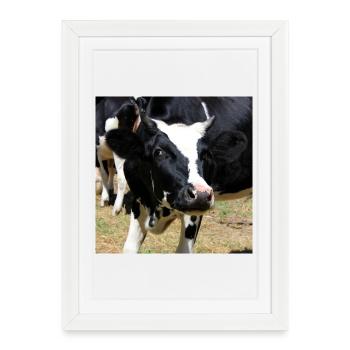 Affiche vache - Affiche encadrée (27 × 37 cm) - blanc - Devant