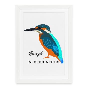 Kingfisher, nom scientifique / allemand - Affiche encadrée (27 × 37 cm) - blanc - Devant