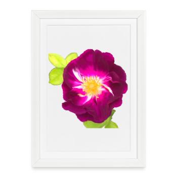 Rose violette - peinture - Affiche encadrée (27 × 37 cm) - blanc - Devant