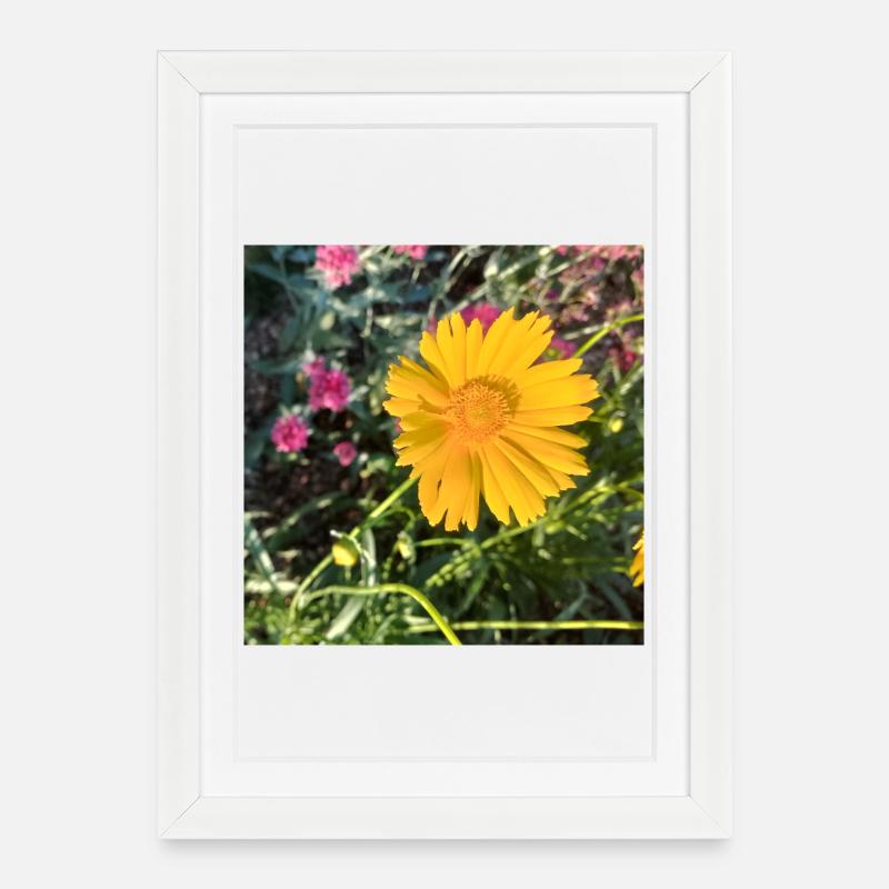 Rayon de soleil fleur jaune / Œil de la jeune fille - Affiche encadrée (27 × 37 cm) - blanc