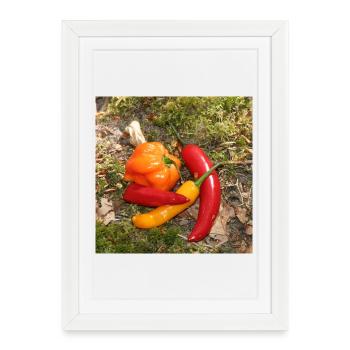 CHILI’s colorés - Affiche encadrée (27 × 37 cm) - blanc - Devant