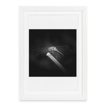 Libellule insecte gros plan affiche - Affiche encadrée (27 × 37 cm) - blanc - Devant