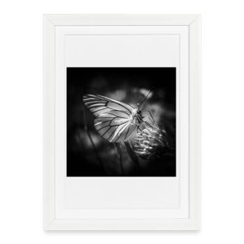 Papillon gros plan affiche noir et blanc - Affiche encadrée (27 × 37 cm) - blanc - Devant