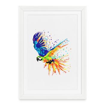 Oiseau, Tropical, Afrique, Amoureux Des Animaux, Perroquet, Animal - Affiche encadrée (27 × 37 cm) - blanc - Devant