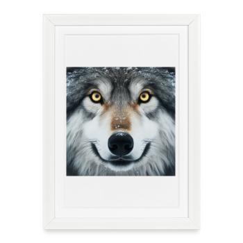 Le regard du loup - Affiche encadrée (27 × 37 cm) - blanc - Devant