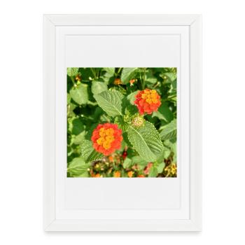 Blooming Garden – Colourful Atmosphere - Framed poster (27 × 37 cm) - white - Front
