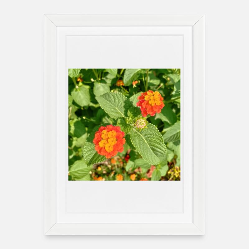 Blühender Garten – Farbenfrohe Stimmung - Gerahmtes Poster (27 × 37 cm) - Weiß