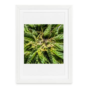 Cannabis flowers, marijuana, it's so green - Framed poster (27 × 37 cm) - white - Front