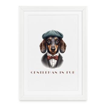 Messieurs en fourrure – Teckel rétro en costume - Affiche encadrée (27 × 37 cm) - blanc - Devant