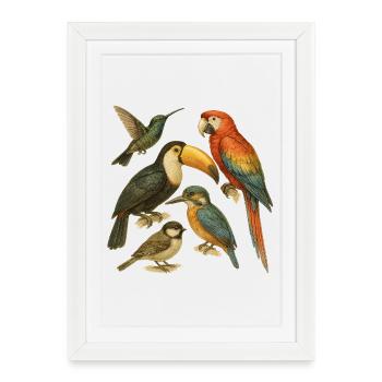 Colorful Illustration of Exotic Birds - Framed poster (27 × 37 cm) - white - Front