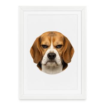 Beagle portrait with serious facial expressions - Framed poster (27 × 37 cm) - white - Front
