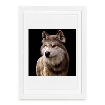 Regard de loup ambré dans l’obscurité - Affiche encadrée (27 × 37 cm) - blanc - Devant
