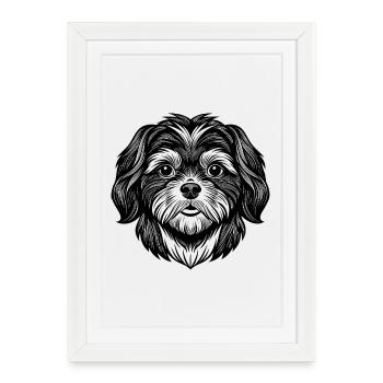 Shih Tzu - Affiche encadrée (27 × 37 cm) - blanc - Devant