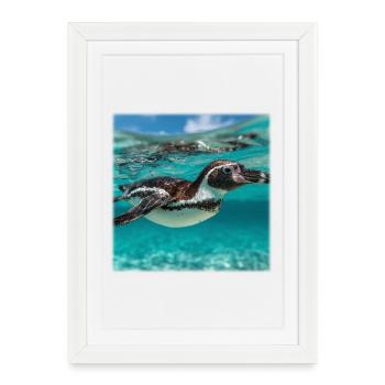 Penguin Marine Turquoise Marine Nature Design - Affiche encadrée (27 × 37 cm) - blanc - Devant
