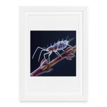 Graphique fascinant des macro-insectes pucerons - Affiche encadrée (27 × 37 cm) - blanc - Devant