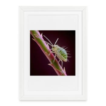 Green Aphid Macro – Exotic Insect Design - Framed poster (27 × 37 cm) - white - Front