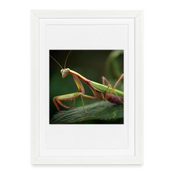 Mante religieuse macro élégante - Affiche encadrée (27 × 37 cm) - blanc - Devant