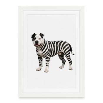 Pitbull in zebra look: Cool urban hybrid design - Framed poster (27 × 37 cm) - white - Front