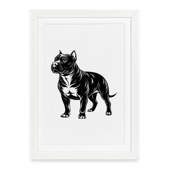 Pitbull américain - Affiche encadrée (27 × 37 cm) - blanc - Devant