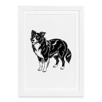 Border Collie - Affiche encadrée (27 × 37 cm) - blanc - Devant