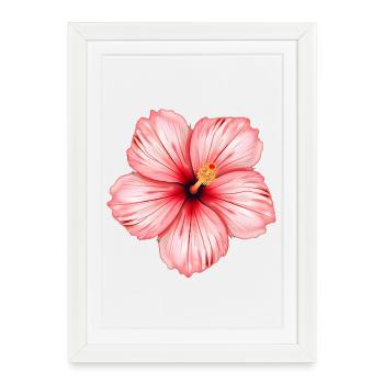 Fleur d’hibiscus - Affiche encadrée (27 × 37 cm) - blanc - Devant