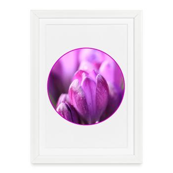 Crocus Crocus Fleurs violettes Crocus Bourgeon de crocus - Affiche encadrée (27 × 37 cm) - blanc - Devant