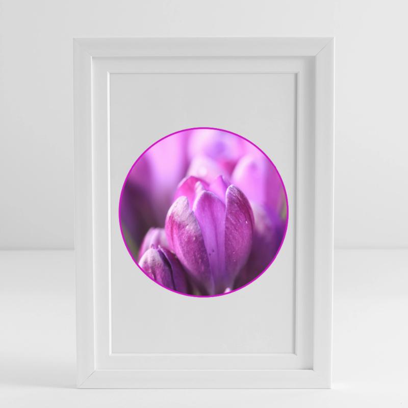Crocus Crocus Fleurs violettes Crocus Bourgeon de crocus Affiche encadrée (27 × 37 cm)