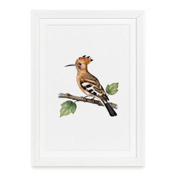 Hoopoe on branch - Framed poster (27 × 37 cm) - white - Front