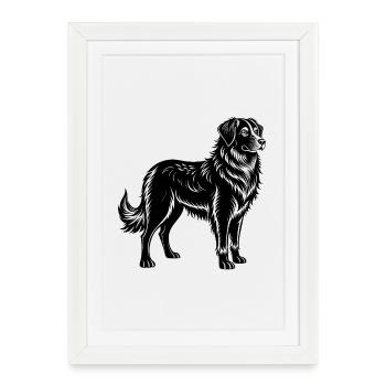 Chien Hovawart - Affiche encadrée (27 × 37 cm) - blanc - Devant