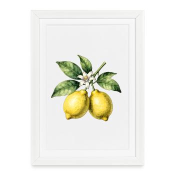 Citronniers Botaniques Aquarelle - Affiche encadrée (27 × 37 cm) - blanc - Devant