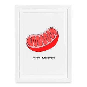 Mitochondrion : semi-autonome - Affiche encadrée (27 × 37 cm) - blanc - Devant