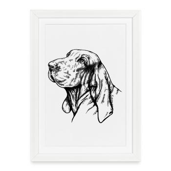 Bracco Italiano Portrait noir - Affiche encadrée (27 × 37 cm) - blanc - Devant
