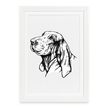 Bracco Italiano Portrait - Affiche encadrée (27 × 37 cm) - blanc - Devant
