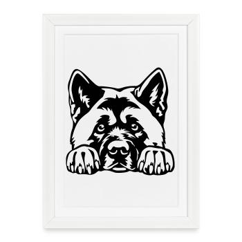 Akita d’Amérique - Affiche encadrée (27 × 37 cm) - blanc - Devant