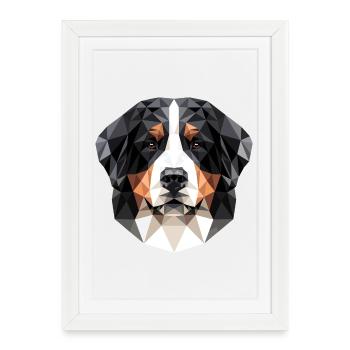Chien de montagne bernois Chiens mignons Chiens de montagne suisses - Affiche encadrée (27 × 37 cm) - blanc - Devant