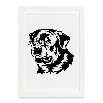 Tête de Rottweiler - Affiche encadrée (27 × 37 cm) - blanc - Devant