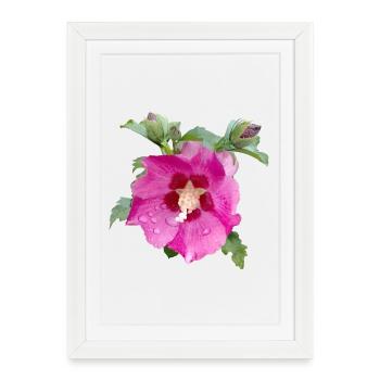 HIBISCUS ROSE - Affiche encadrée (27 × 37 cm) - blanc - Devant