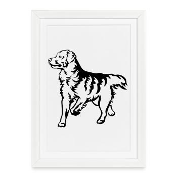 Golden Retriever - Framed poster (27 × 37 cm) - white - Front