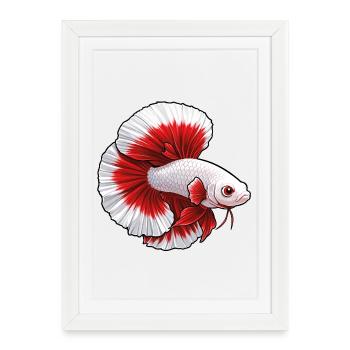 Betta blanc rouge - Affiche encadrée (27 × 37 cm) - blanc - Devant