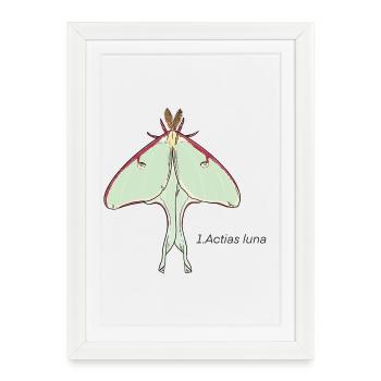 papillon - Affiche encadrée (27 × 37 cm) - blanc - Devant