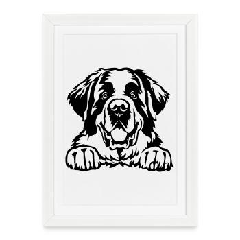 Tête de Saint-Bernard - Affiche encadrée (27 × 37 cm) - blanc - Devant